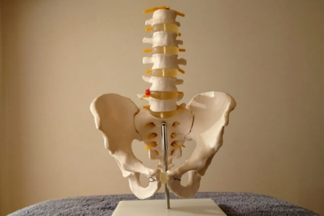 骨盤の骨格模型 | 大阪市東成区の接骨院 | まつい接骨院